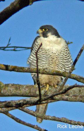 Photo (4): Peregrine Falcon