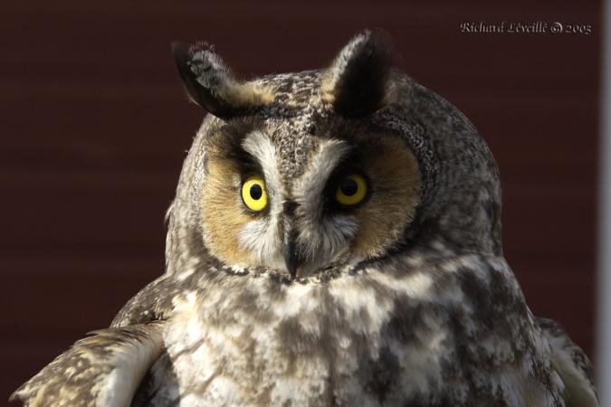 Photo (12): Long-eared Owl