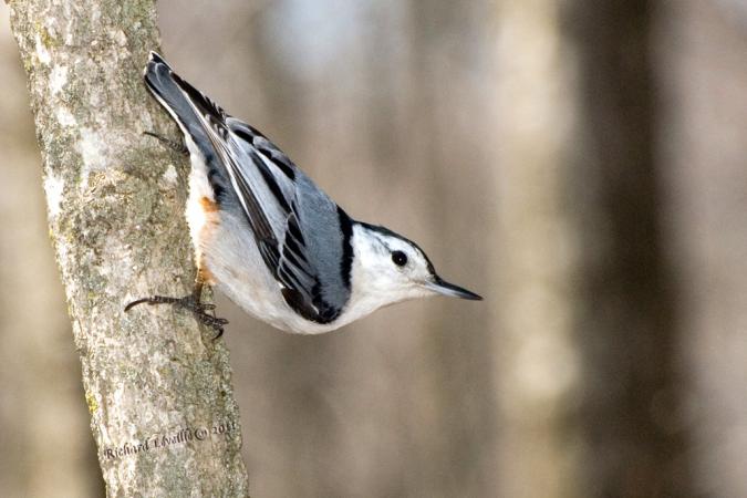 Photo (3): White-breasted Nuthatch