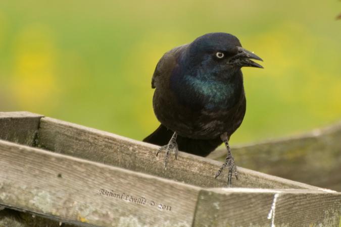 Photo (11): Common Grackle