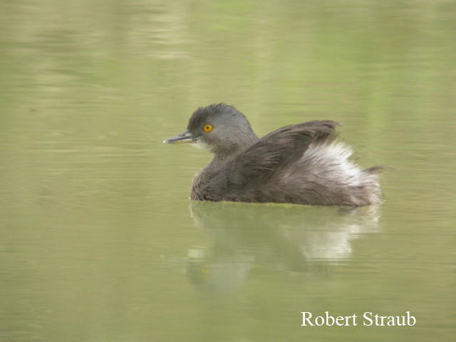Photo (8): Least Grebe