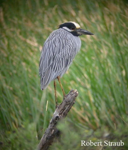 Photo (11): Yellow-crowned Night-Heron