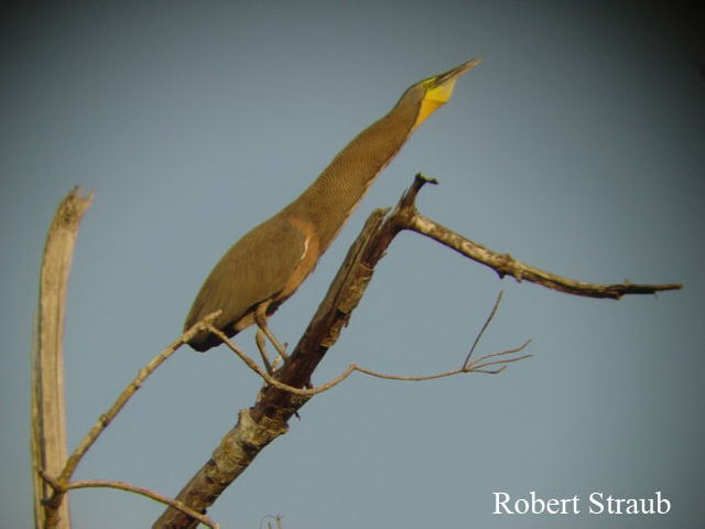 Photo (9): Bare-throated Tiger-Heron