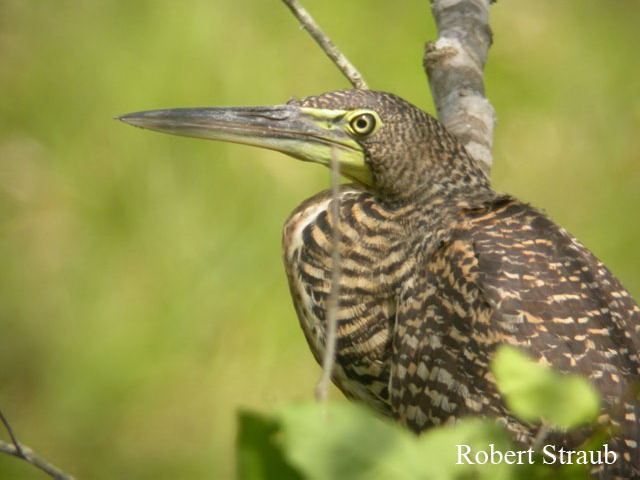 Photo (21): Bare-throated Tiger-Heron