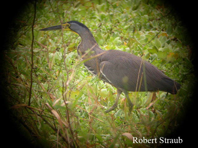 Photo (14): Bare-throated Tiger-Heron