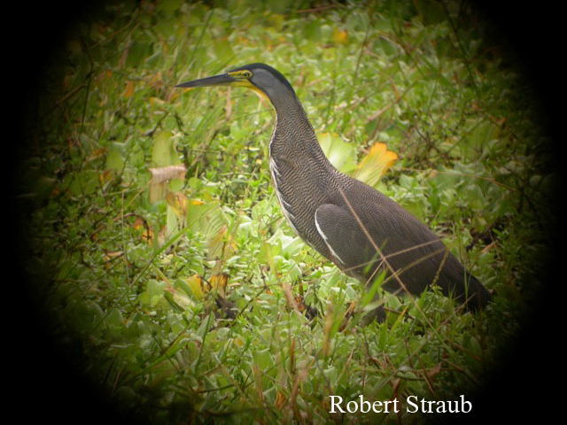 Photo (15): Bare-throated Tiger-Heron