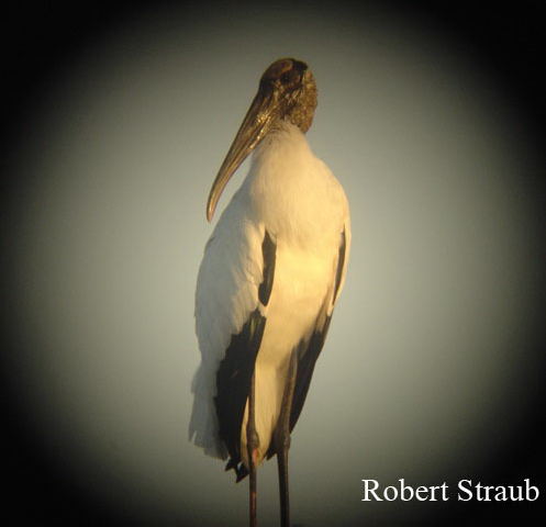 Photo (14): Wood Stork