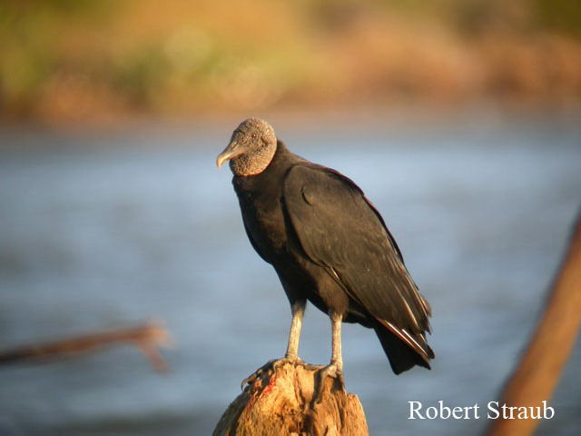 Photo (6): Black Vulture