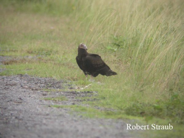 Photo (23): Lesser Yellow-headed Vulture