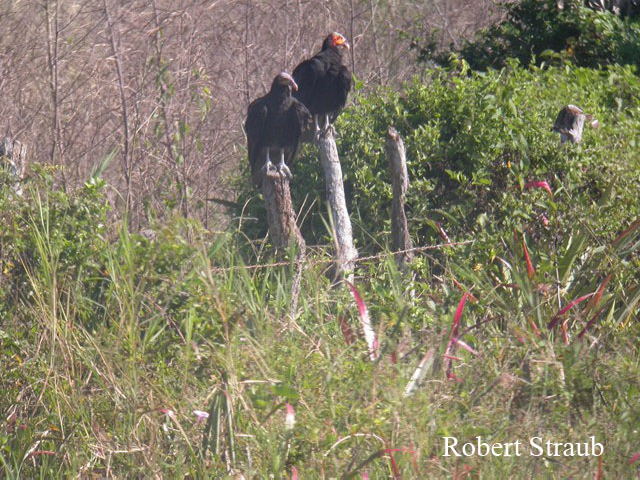 Photo (10): Lesser Yellow-headed Vulture