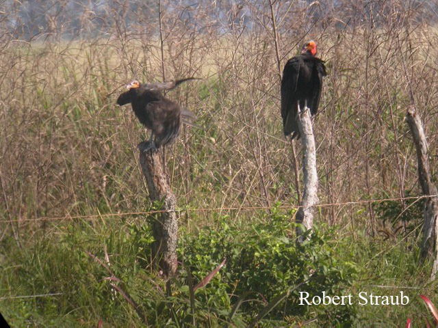 Photo (12): Lesser Yellow-headed Vulture