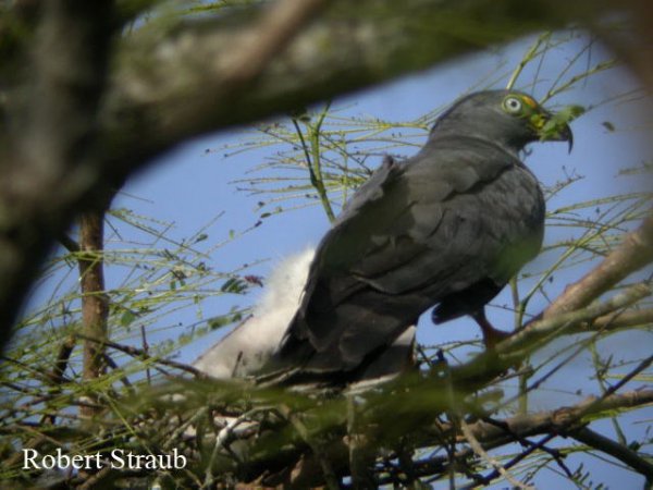 Photo (6): Hook-billed Kite