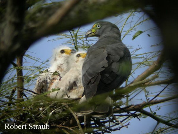 Photo (7): Hook-billed Kite