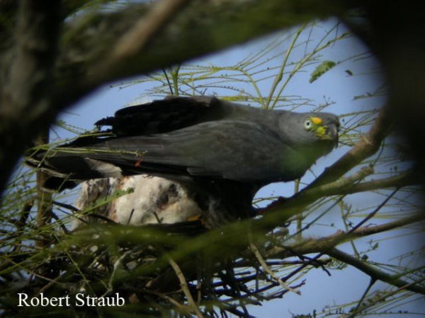 Photo (8): Hook-billed Kite