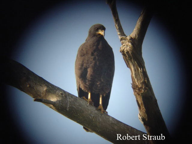 Photo (9): Common Black Hawk
