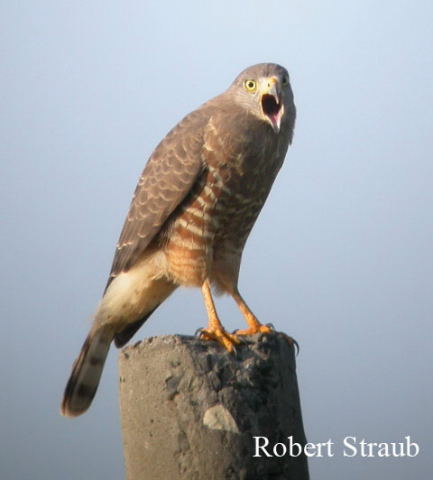 Photo (10): Roadside Hawk