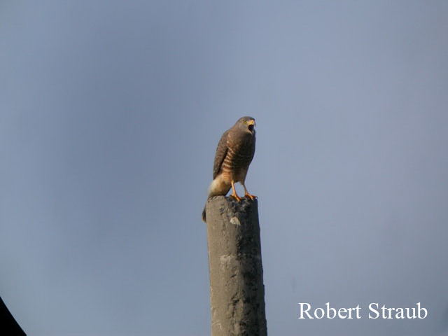 Photo (12): Roadside Hawk