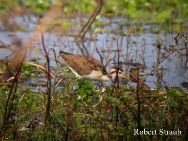 Photo (25): Northern Jacana