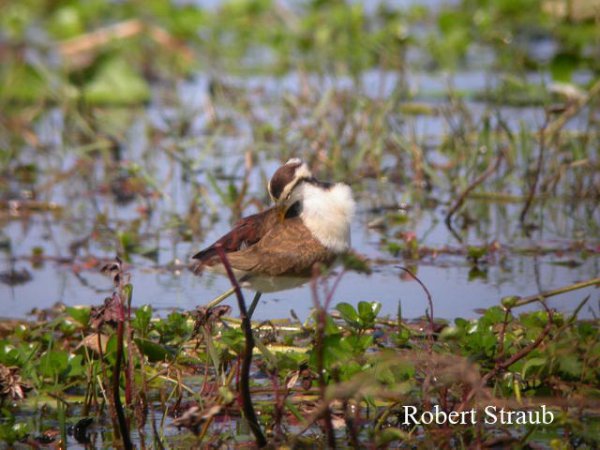 Photo (26): Northern Jacana