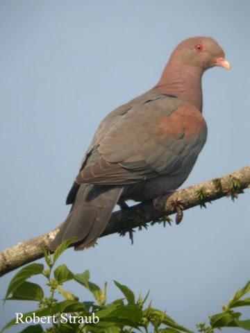 Photo (3): Red-billed Pigeon