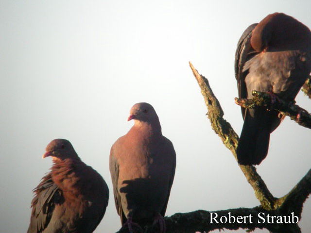 Photo (4): Red-billed Pigeon