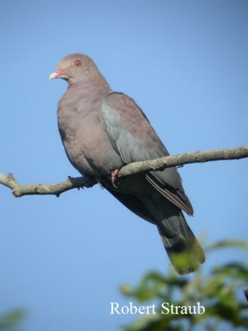 Photo (5): Red-billed Pigeon