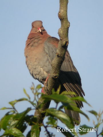 Photo (2): Red-billed Pigeon