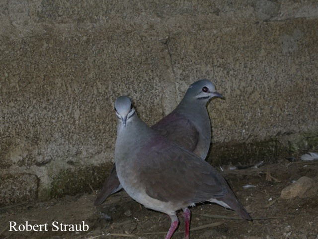 Photo (1): Tuxtla Quail-Dove