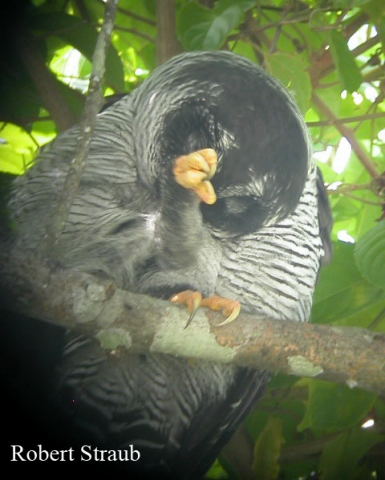 Photo (5): Black-and-white Owl
