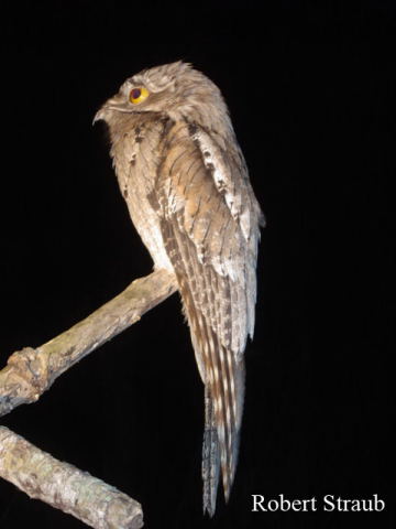 Photo (1): Northern Potoo
