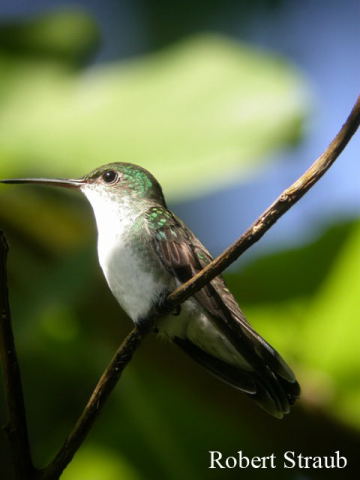 Photo (1): White-bellied Emerald