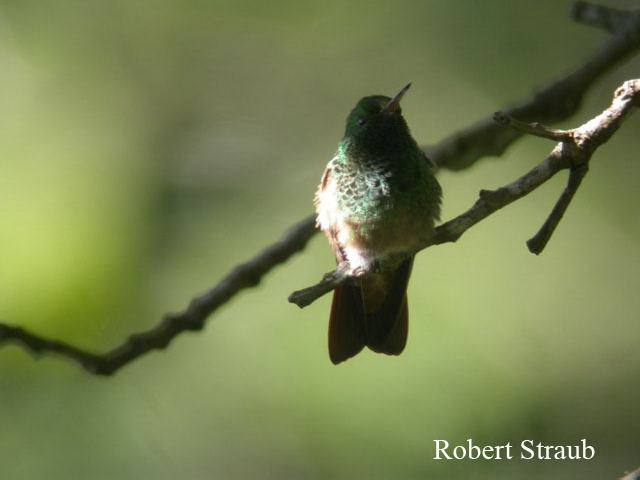 Photo (3): Berylline Hummingbird