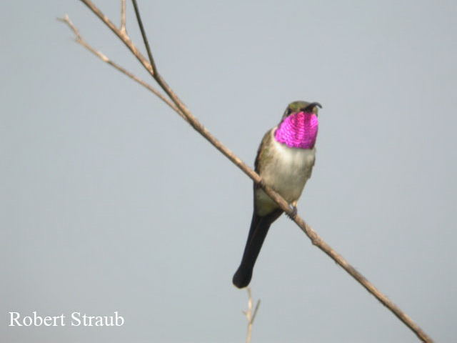 Photo (5): Mexican Sheartail