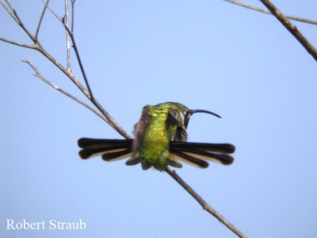 Photo (2): Mexican Sheartail