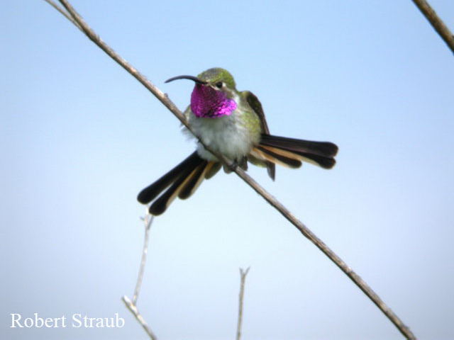 Photo (4): Mexican Sheartail