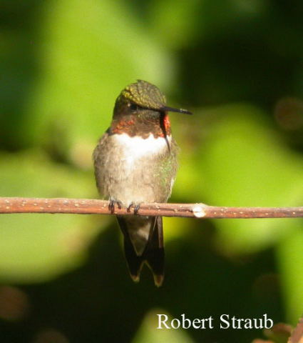 Photo (11): Ruby-throated Hummingbird