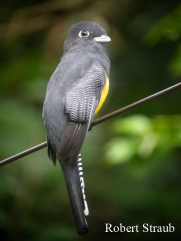 Photo (6): Gartered Trogon