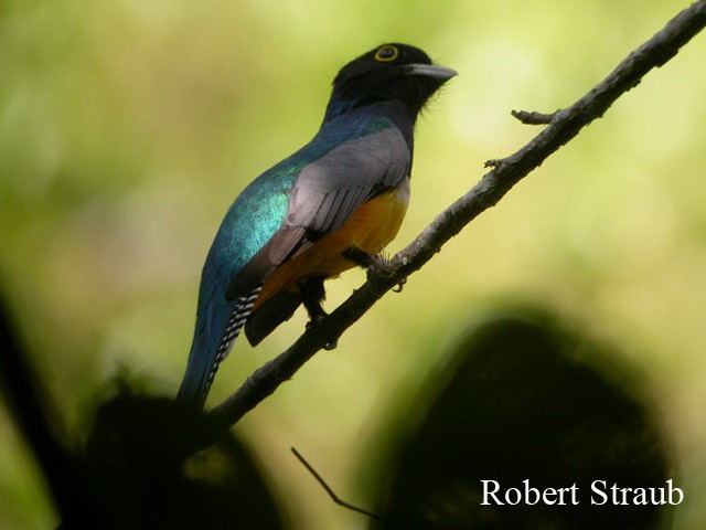 Photo (3): Gartered Trogon