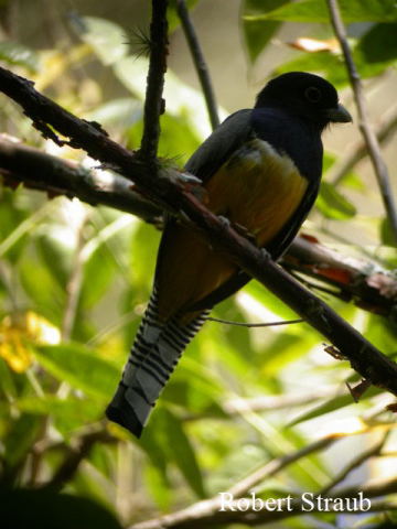 Photo (8): Gartered Trogon