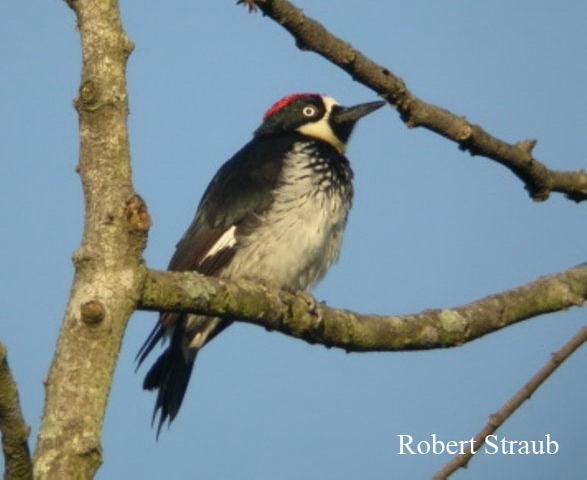 Photo (22): Acorn Woodpecker