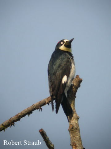 Photo (23): Acorn Woodpecker