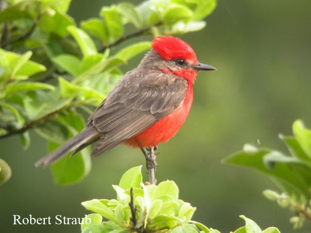 Photo (1): Vermilion Flycatcher