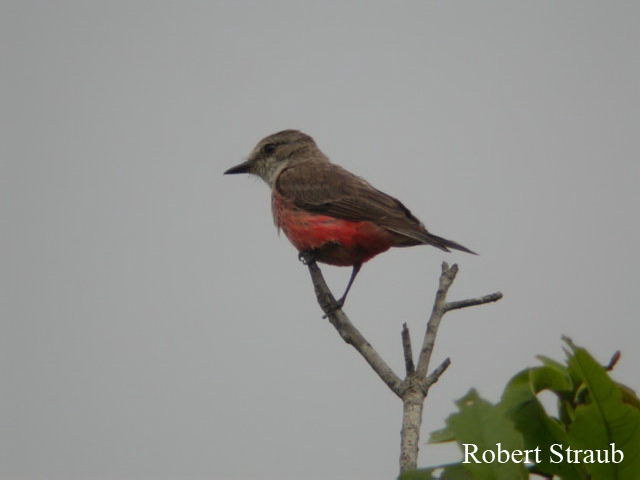 Photo (9): Vermilion Flycatcher