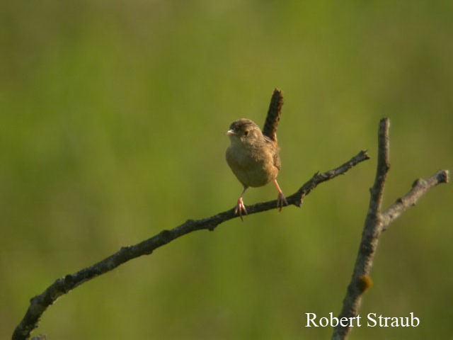 Photo (14): Marsh Wren