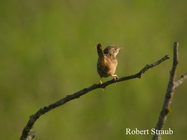 Photo (13): Marsh Wren