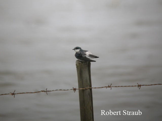 Photo (11): Mangrove Swallow