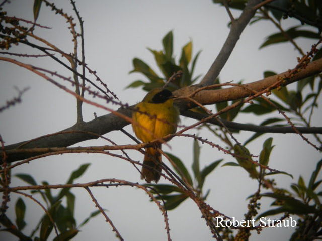 Photo (3): Hooded Yellowthroat