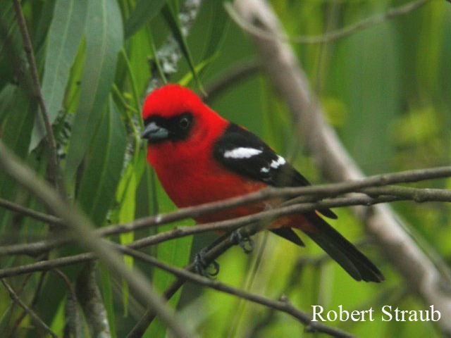 Photo (1): White-winged Tanager