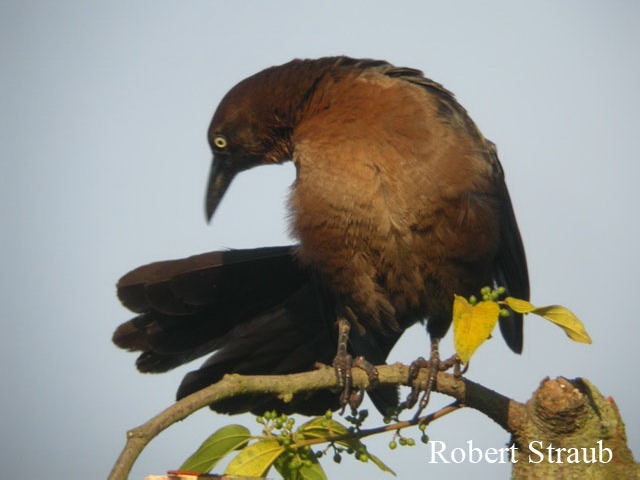 Photo (13): Great-tailed Grackle