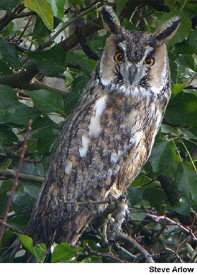 Photo (4): Long-eared Owl